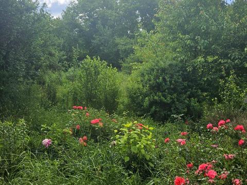 будинок за адресою Довбуша