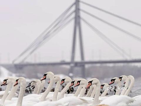 квартира за адресою Оболонська набережна вул., 1, к1