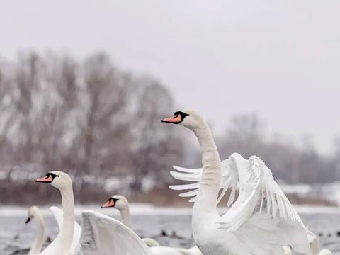 квартира за адресою Оболонська набережна вул., 1, к1