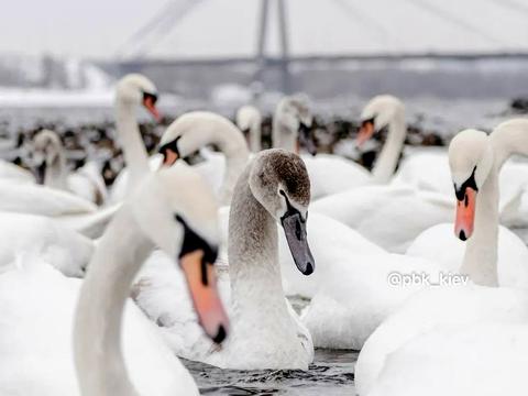 квартира за адресою Оболонська набережна вул., 1, к1