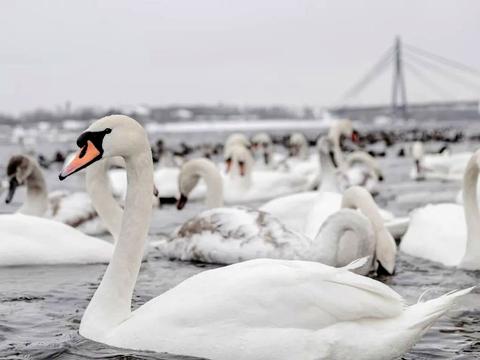 квартира за адресою Оболонська набережна вул., 1, к1