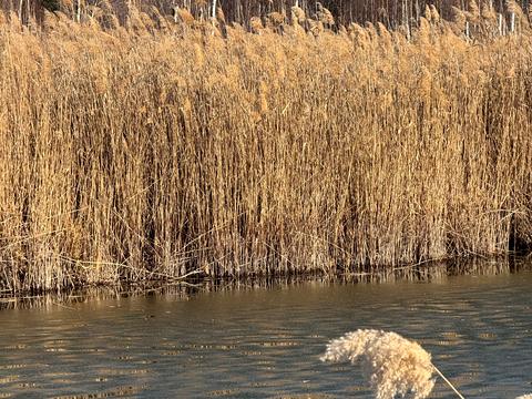 участок по адресу Андріівська, 1