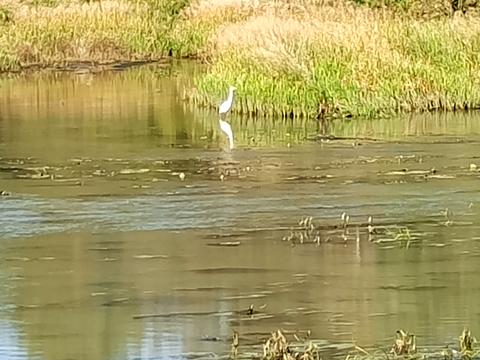 ділянка за адресою Медова