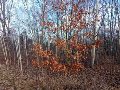 ділянка за адресою с. Козин, 