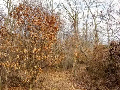 ділянка за адресою с. Козин, 