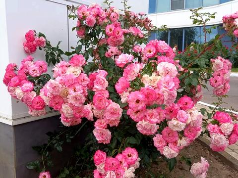 квартира по адресу Литературная ул., 1а