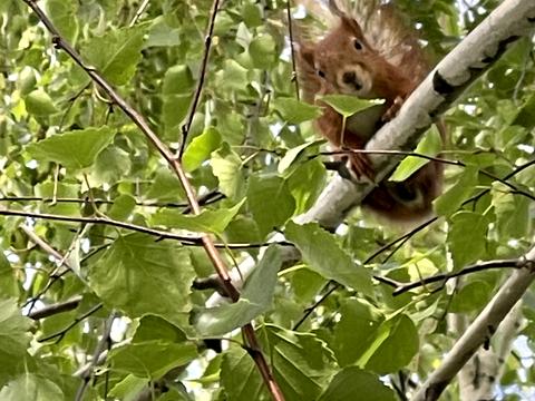 коммерческая по адресу Лейтенанта Днепрова набережная ул., 115