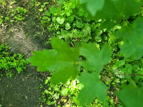 ділянка за адресою Матросова, 50