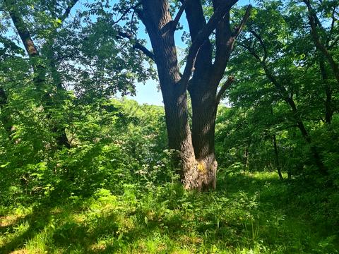 ділянка за адресою Матросова, 50