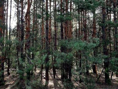 ділянка за адресою Київ, 