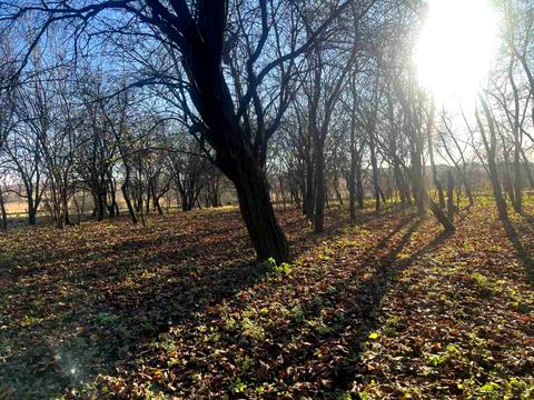 будинок за адресою с. Могиляни, Центральна