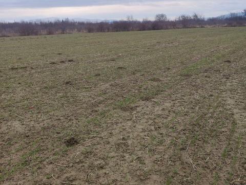 ділянка за адресою с. Сторожниця, Колоскова