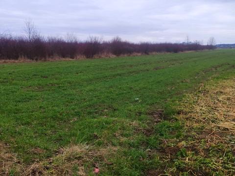 ділянка за адресою с. Сторожниця, Колоскова