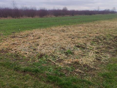 ділянка за адресою с. Сторожниця, Колоскова