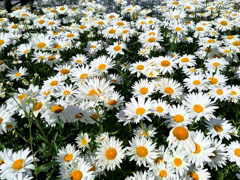 квартира за адресою Ґарета Джонса вул. (Сім'ї Хохлових), 12