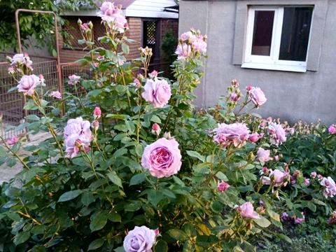 дом по адресу Шевченко ул., 88/14