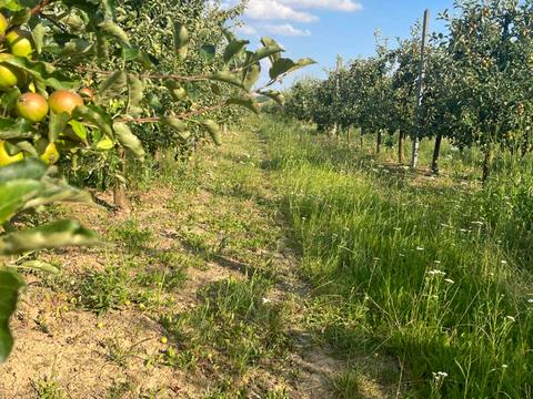 ділянка за адресою 