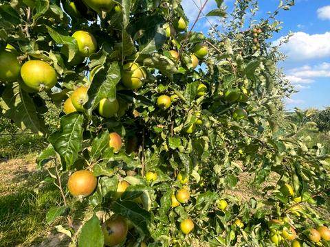 ділянка за адресою 