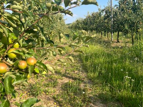 ділянка за адресою 