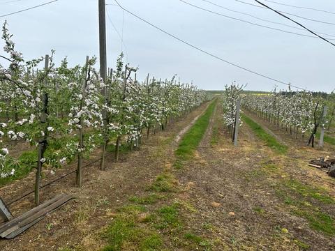 ділянка за адресою 