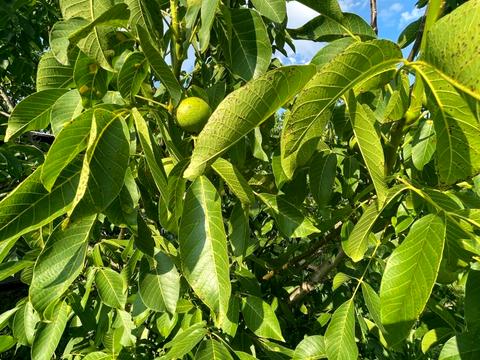 ділянка за адресою 