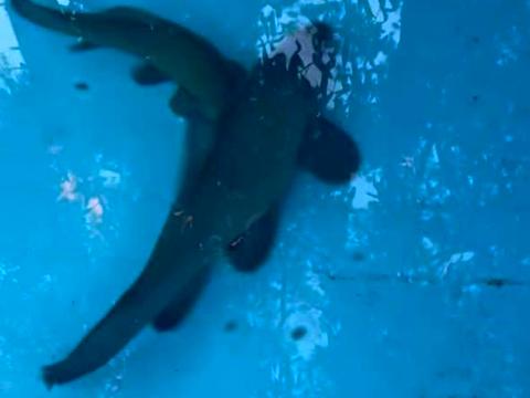 будинок за адресою с. Стригани, лісна