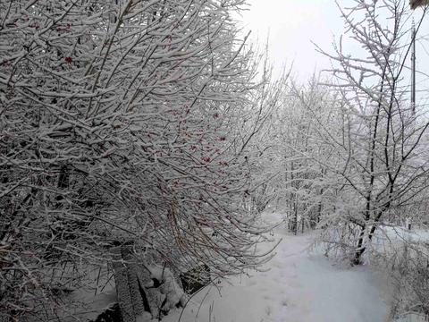 ділянка за адресою с. Микитинці, 
