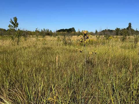 участок по адресу Киевская ул., 1