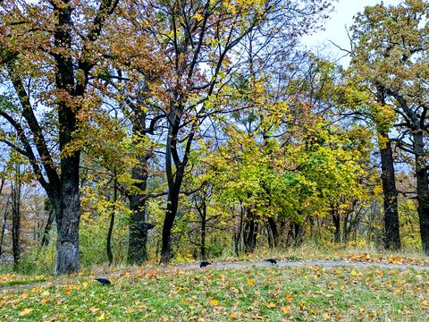 будинок за адресою Кобзарський пров.