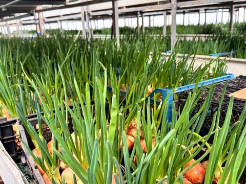 комерційна за адресою низова, 100