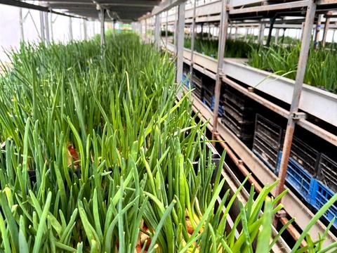 комерційна за адресою низова, 100