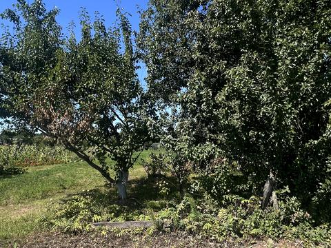 ділянка за адресою с. Шевченкове, Кош