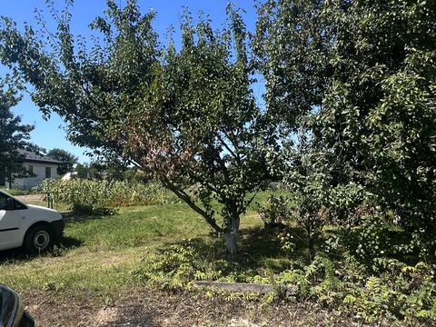 ділянка за адресою с. Шевченкове, Кош