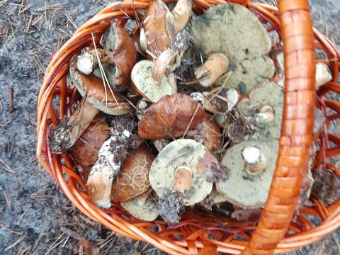 участок по адресу Фрунзе