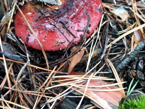 участок по адресу Фрунзе