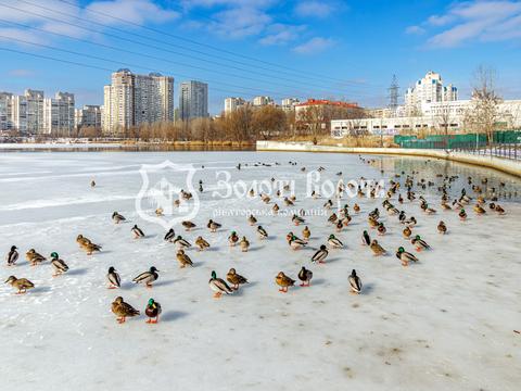 квартира по адресу Ревуцкого ул., 40-В