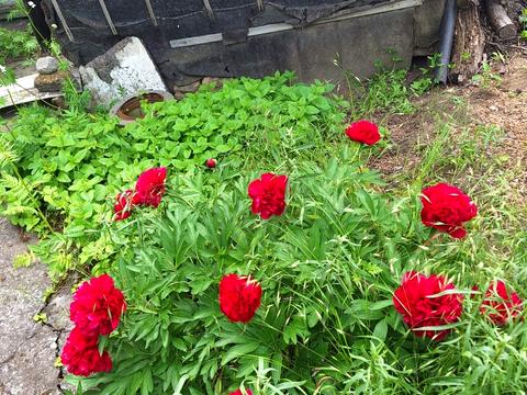 дом по адресу СК Медик