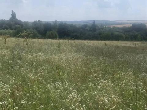 ділянка за адресою с. Грузевиця, Королівська