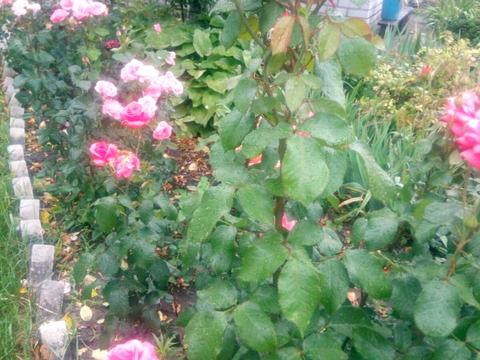 дом по адресу шевченко