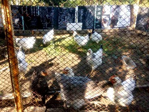 дом по адресу шевченко