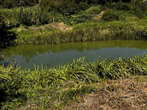 ділянка за адресою с. Лісники, Вітряні Гори вул.
