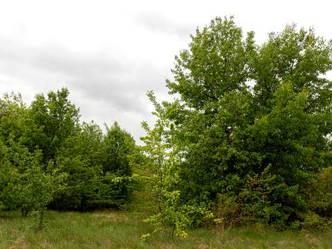 ділянка за адресою Лісна вул.