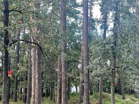 будинок за адресою лісова