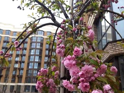 квартира по адресу Мира ул., 2-В