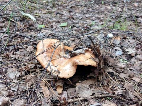 участок по адресу Долина джерел