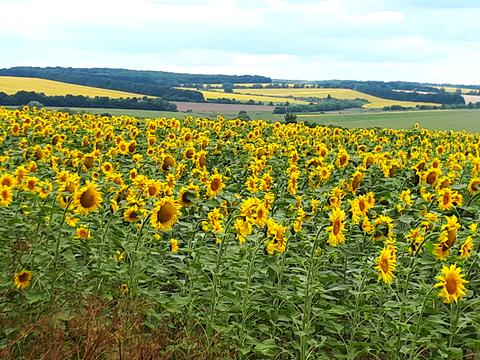 ділянка за адресою с. Демидівка. вул. Колгоспна