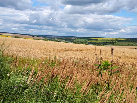 участок по адресу с. Демидівка. вул. Колгоспна