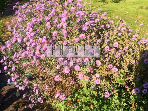 будинок за адресою Лісова вул.