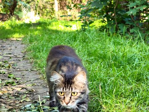 участок по адресу Ставкова, 9