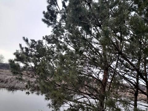 дом по адресу Вішнева
